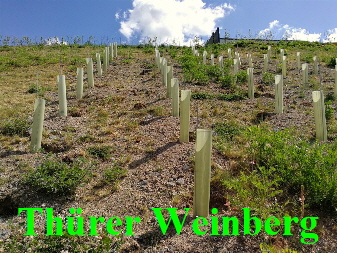 20200529 1024 Weinberg Thuer 113002