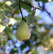 K1024_20180929 Streuobstwiese Mitgliedertag KVV IMG_0988 1