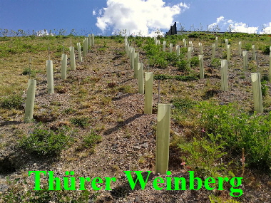 20200529 1024 Weinberg Thuer 113002