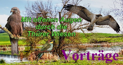 20260421 1024 Vogelwelt Thuerer Wiesen