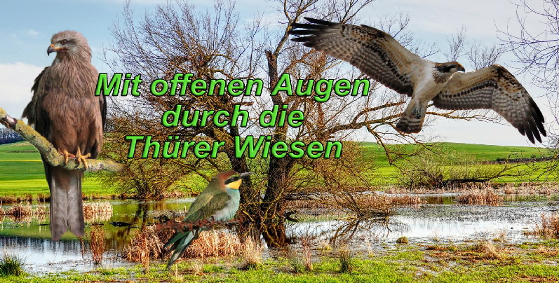 20260421 1024 Vogelwelt Thuerer Wiesen 20260421 1024 Vogelwelt Thuerer Wiesen